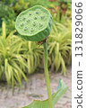 Nelumbo nucifera also called yellow lotus flower on pot 131829066