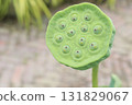Nelumbo nucifera also called yellow lotus flower on pot 131829067