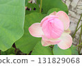 Nelumbo nucifera also called yellow lotus flower on pot 131829068
