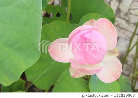 Nelumbo nucifera also called yellow lotus flower on pot 131829068
