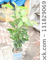 Mimusops elengi tree plant on nursery 131829069
