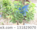 Mimusops elengi tree plant on nursery 131829070