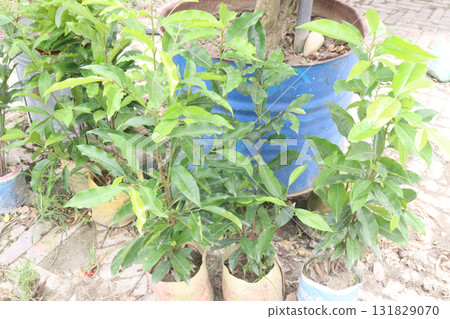 Mimusops elengi tree plant on nursery Mimusops elengi tree plant on nursery 131829070