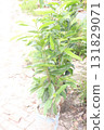 Mimusops elengi tree plant on nursery 131829071