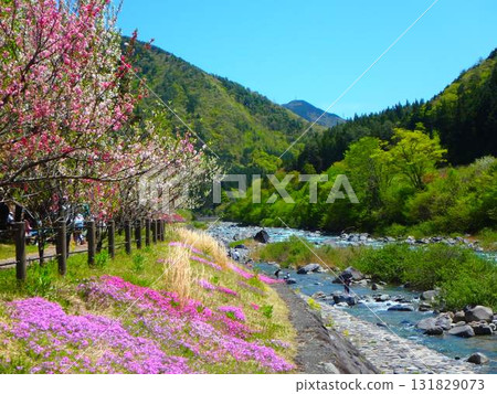 飛騨小坂川的春日風景|櫻花、清澈的溪流和釣客 飛騨小坂川的春日風景|櫻花、清澈的溪流和釣客 131829073