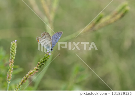 Swallowfish 131829125