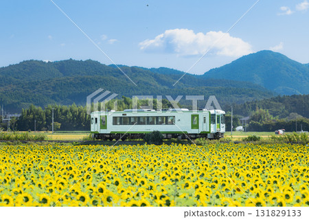 Kesennuma Line diesel train going through sunflower fields 131829133
