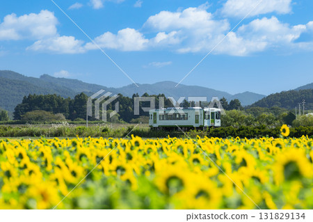 Kesennuma Line diesel train going through sunflower fields 131829134