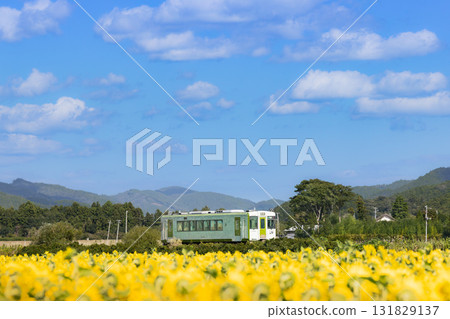 氣仙沼線柴油列車穿過向日葵田 氣仙沼線柴油列車穿過向日葵田 131829137