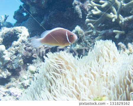 Hanabira銀蓮花魚 131829162