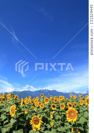 山梨縣北杜市的向日葵田 131829445