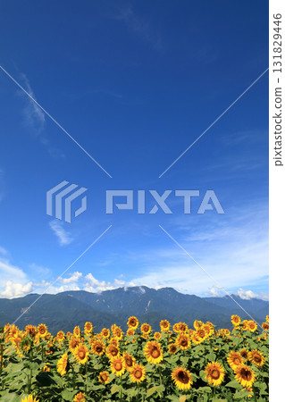 山梨縣北杜市的向日葵田 131829446