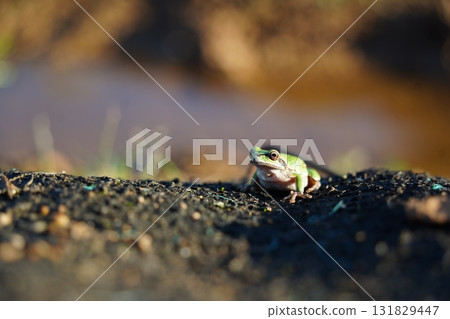 Small Green Frog Resting on Soil Small Green Frog Resting on Soil 131829447