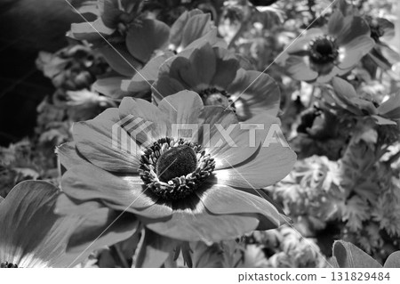 牡丹花 牡丹花 131829484