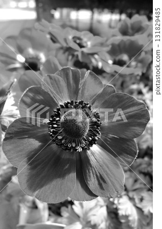 風景與海葵花 131829485