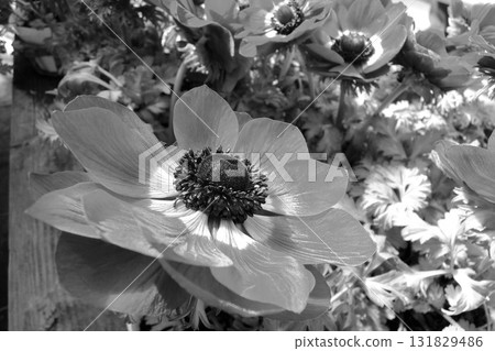 牡丹花 牡丹花 131829486