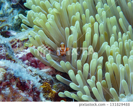 小丑anemonefish 131829488