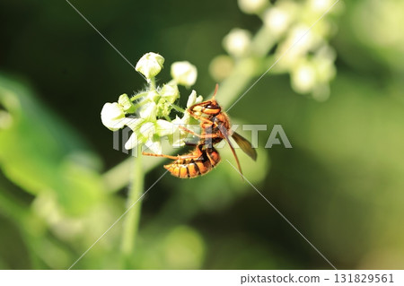 Yellow hornet and burdock ② Yellow hornet and burdock ② 131829561