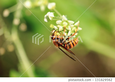 Yellow hornet and cricket ③ Yellow hornet and cricket ③ 131829562