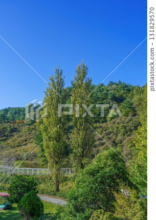 A large poplar tree beginning to change color against a blue sky A large poplar tree beginning to change color against a blue sky 131829570