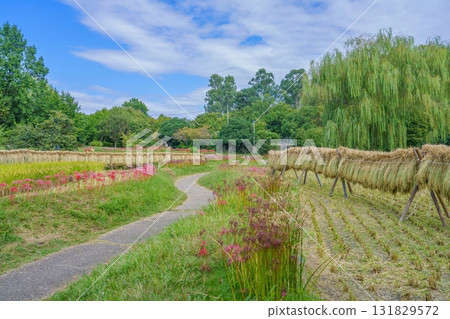 A rural landscape after the rice harvest against a blue sky 131829572