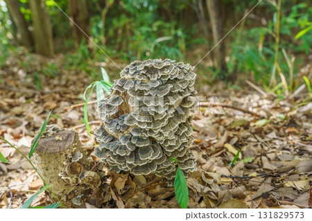 Beautifully patterned matsutake mushrooms grow quietly Beautifully patterned matsutake mushrooms grow quietly 131829573