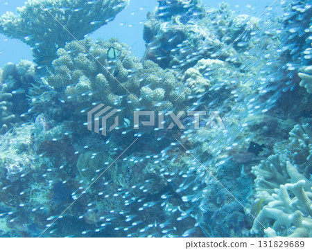 A group of sky-blue daikei A group of sky-blue daikei 131829689