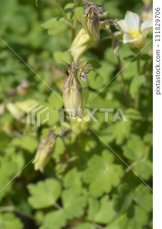 Columbine Spring Yellow Columbine Spring Yellow 131829706