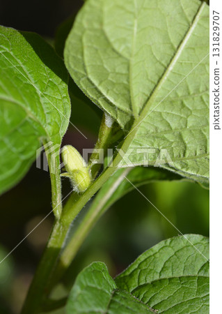Bladder cherry Bladder cherry 131829707