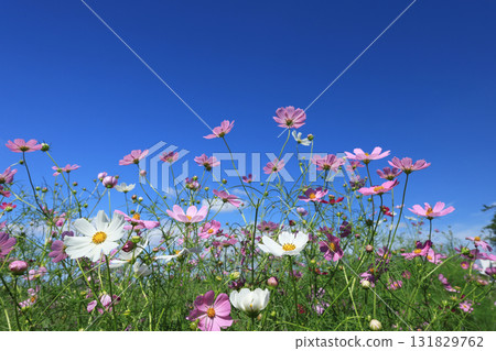 Cosmos 4576 131829762