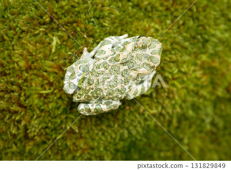 European green toad Bufotes viridis close-up, amphibian water frog sits on mud animal moss wetland, endangered species of nature, natural purity indicator biodiversity detail, swamp Europe 131829849