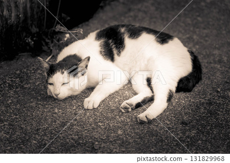 精疲力竭的貓 精疲力竭的貓 131829968