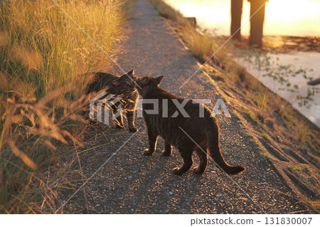 虎斑貓在路堤上玩耍 虎斑貓在路堤上玩耍 131830007