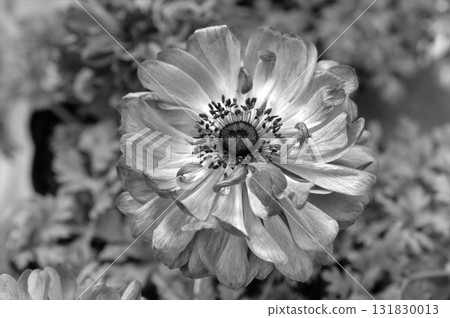 銀蓮花的單色照片 131830013