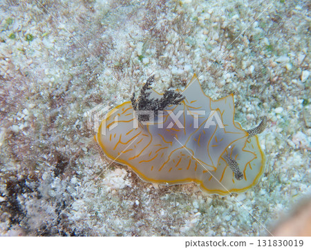 吻Junkanten Uenishi 131830019