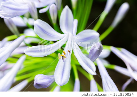 Purple agapanthus blooming in the moss garden of Hokyo-in Temple in Sagano, Kyoto, in front of the Saga Shakado temple in Ukyo Ward 131830024