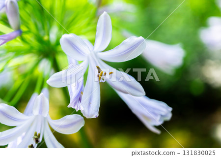 京都嵯峨野寶鏡院的苔蘚花園中盛開的紫色百子蓮，位於右京區嵯峨釋迦堂前 131830025