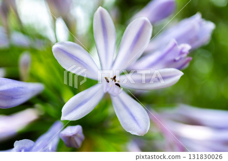 Purple agapanthus blooming in the moss garden of Hokyo-in Temple in Sagano, Kyoto, in front of the Saga Shakado temple in Ukyo Ward Purple agapanthus blooming in the moss garden of Hokyo-in Temple in Sagano, Kyoto, in front of the Saga Shakado temple in Ukyo Ward 131830026