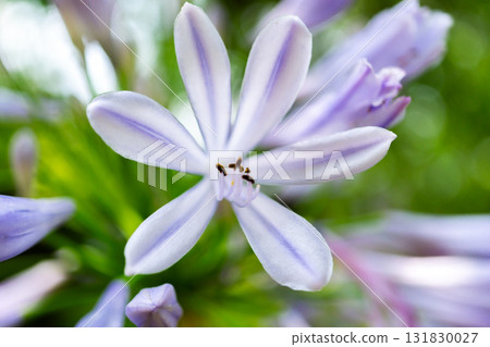 Purple agapanthus blooming in the moss garden of Hokyo-in Temple in Sagano, Kyoto, in front of the Saga Shakado temple in Ukyo Ward 131830027