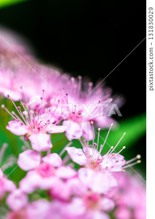 Shimotsuke (Shimotsuke) flowers blooming in the moss garden of Hokyo-in Temple, Sagano, Kyoto, in front of the Saga Shakado temple gate in Ukyo Ward 131830029