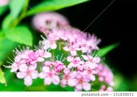 Shimotsuke (Shimotsuke) flowers blooming in the moss garden of Hokyo-in Temple, Sagano, Kyoto, in front of the Saga Shakado temple gate in Ukyo Ward 131830031