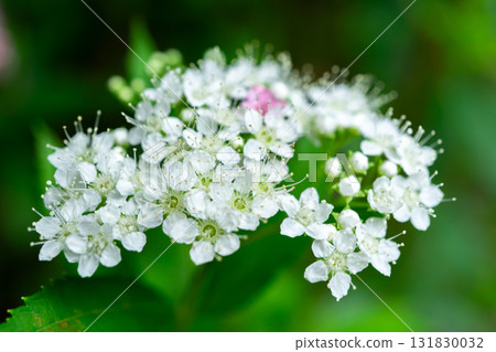 京都嵯峨野寶鏡院苔蘚花園中盛開的白花繡線菊(下付),位於右京區嵯峨釋迦堂山門前 京都嵯峨野寶鏡院苔蘚花園中盛開的白花繡線菊(下付),位於右京區嵯峨釋迦堂山門前 131830032