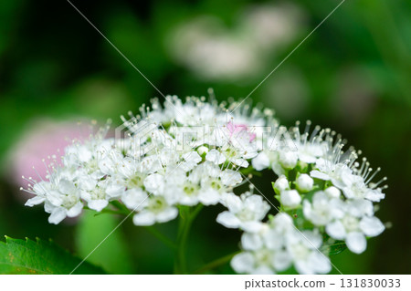 京都嵯峨野寶鏡院苔蘚花園中盛開的白花繡線菊（下付），位於右京區嵯峨釋迦堂山門前 131830033