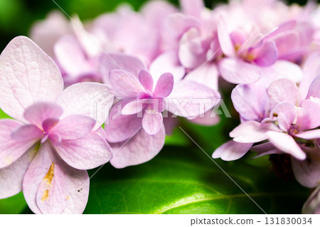 Hydrangeas blooming in the moss garden at Hokyo-in Temple in Sagano, Kyoto, in front of the Saga Shakado temple gate in Ukyo Ward 131830034