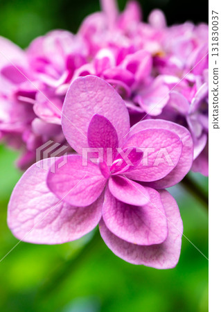 京都嵯峨野寶鏡院的苔蘚花園裡盛開的繡球花，位於右京區嵯峨釋迦堂山門前 131830037