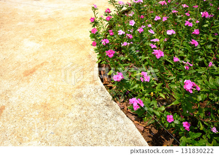 Blooming pink Madagascar periwinkle flower meadow with garden walkway 131830222