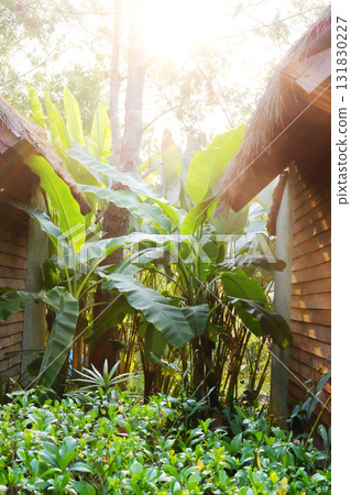 Tropical banana grove in forest in natural cool light and sunlight between two wooden houses in Thailand Tropical banana grove in forest in natural cool light and sunlight between two wooden houses in Thailand 131830227