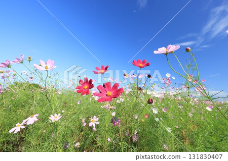 宇宙4403 131830407