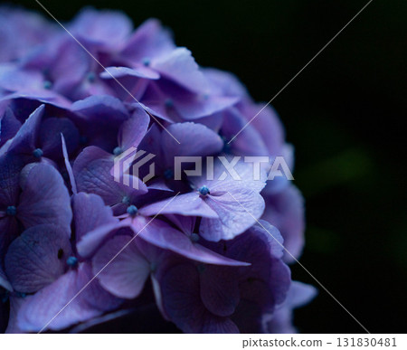 Hydrangea blooming in the rainy season 131830481