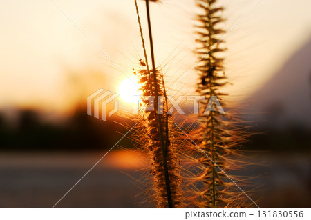 Close up beautiful silhouette grass flower field in sunset shining on wildflower 131830556